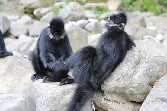 肖治金：中国野外驯化黑叶猴第一人